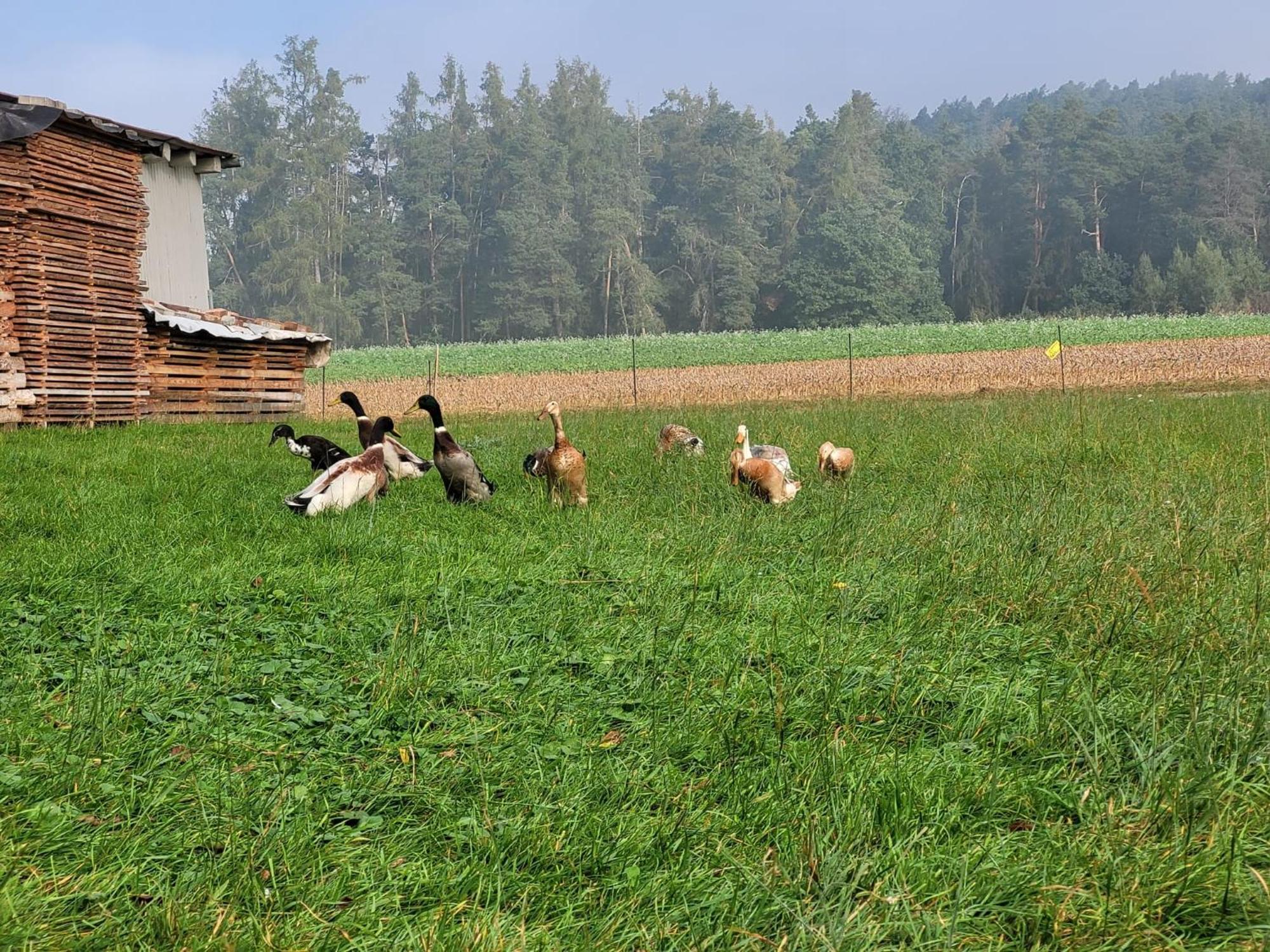 Ferienwohnung Wiesenhof Neuhof an der Zenn Exterior foto